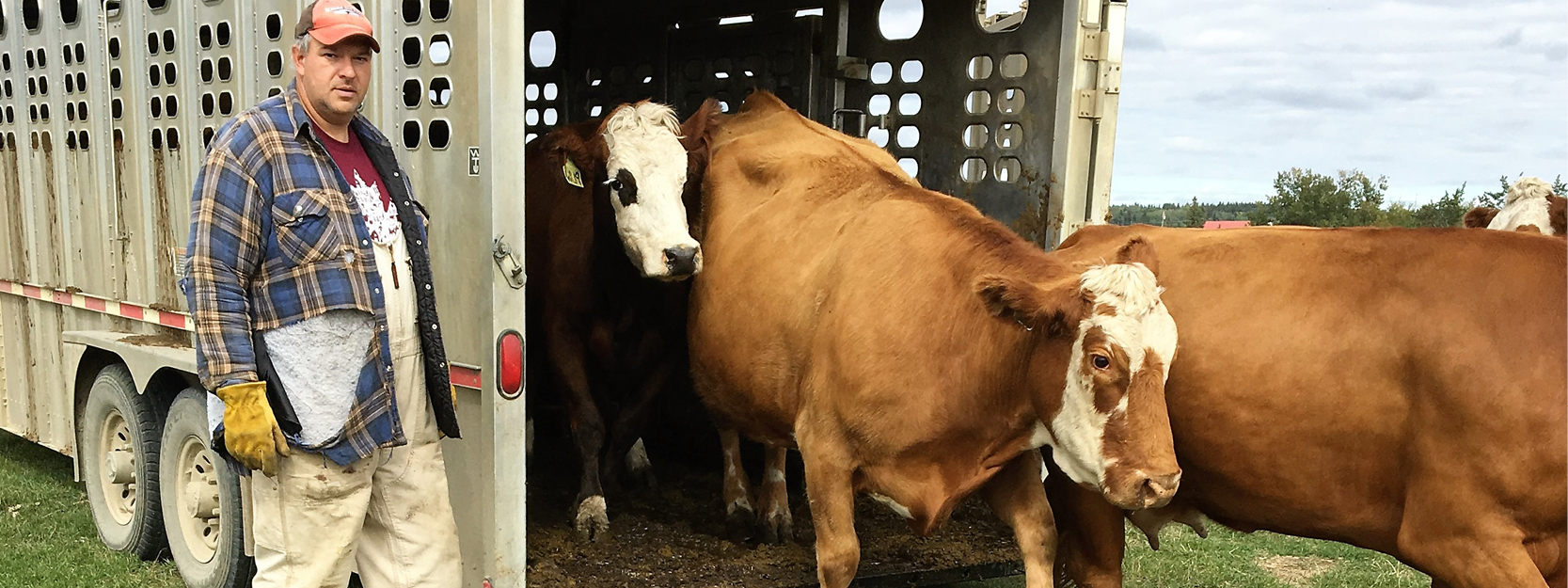 Rimbey Area Cattle Farmer Sees Big Advantage In Agristability Changes 