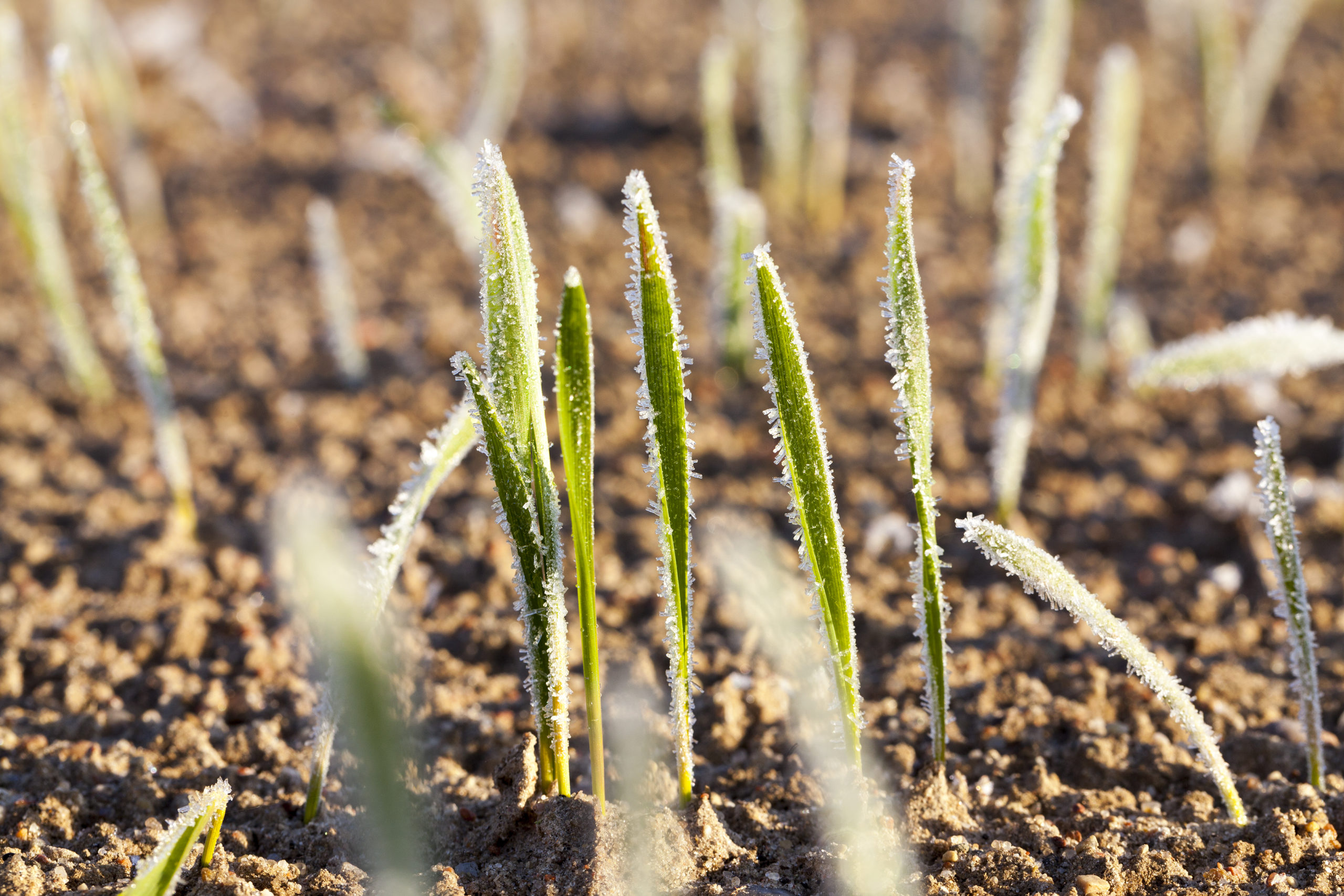 Concerns with spring frost on annual crops - Agriculture Financial ...