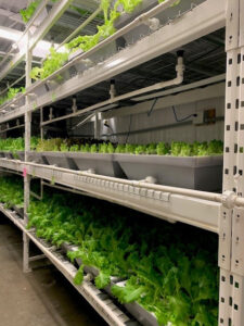 Image of lettuce plants in an indoor vertical farm in Alberta