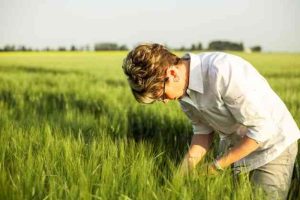 A women checking a green crop 