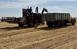 A 1960s Cockshutt combine augers the last of the harvest into an older grain truck.