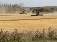 Two combines work in the distance taking off a crop.