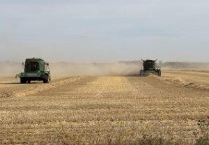 Two green combines work to harvest a crop.