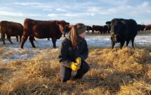 A woman knells in a straw pile. She is surrounded by curious cows.