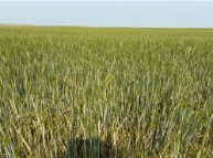 A hailed out barley field