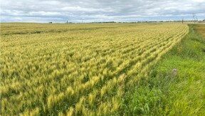 A field of standing crop