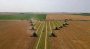 Twelve combines work to harvest a field of ripe crop