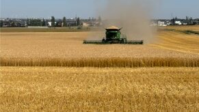 A green combine harvests a ripe crop