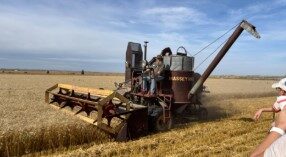 A 1949 Massey combine harvests a crop