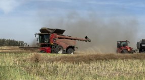 Two red combine harvest a canola crop leaving a trail of dust in their wake