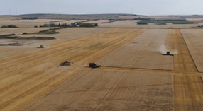 An aerial photograph of four combines harvesting a crop.