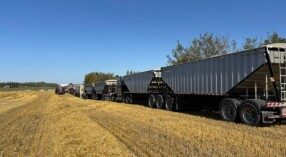 A line up of trucks waits to be loaded as harvest progresses